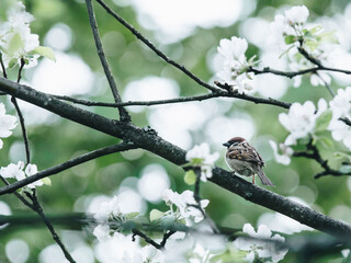 调整小提琴音柱。