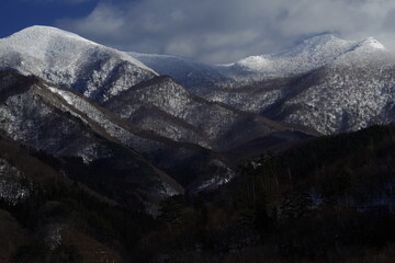 园林景观小乔木有哪些