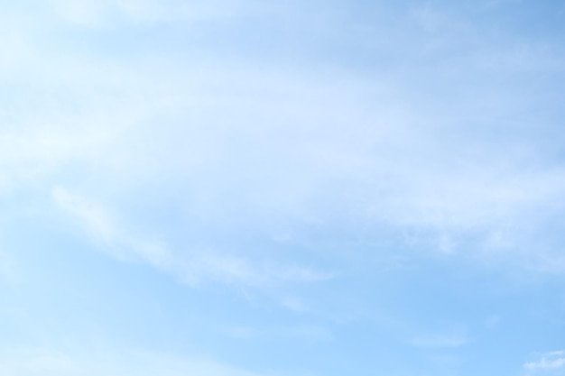 松树类盆景如何提高成活率？